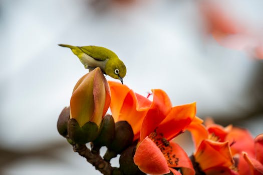 Close-up of a warbling white-eye perched on a vibrant Taiwan cotton tree flower.