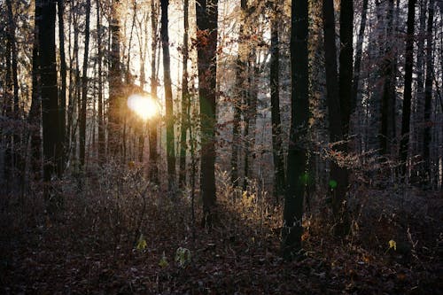 Sunlight Shining Through Trees in a Forest