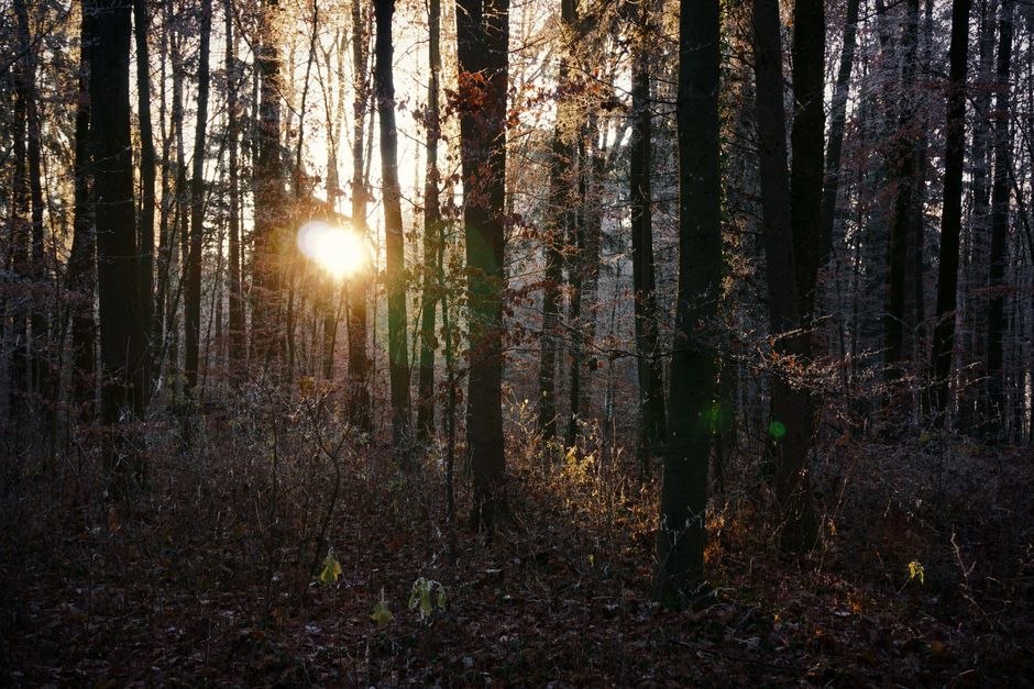 Golden forest light