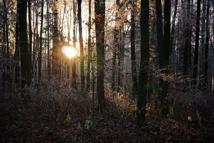 Sunlight Shining Through Trees In A Forest