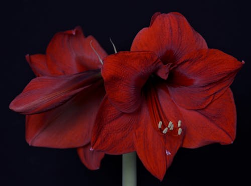 Immagine gratuita di amaryllis, avvicinamento, bocciolo