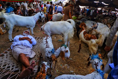 Free stock photo of goat, goats, market