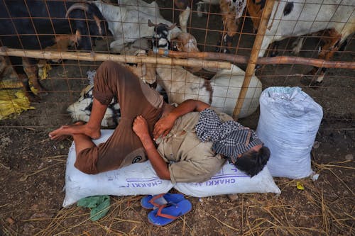 Free stock photo of goat, goats, market