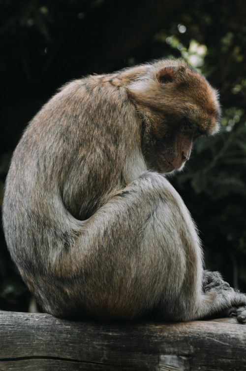 Free Cute attentive monkey with fluffy fur resting on shabby log in zoological park with lush green plants on blurred background Stock Photo