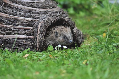 Free A Close-Up Shot of a Hedgehog Stock Photo