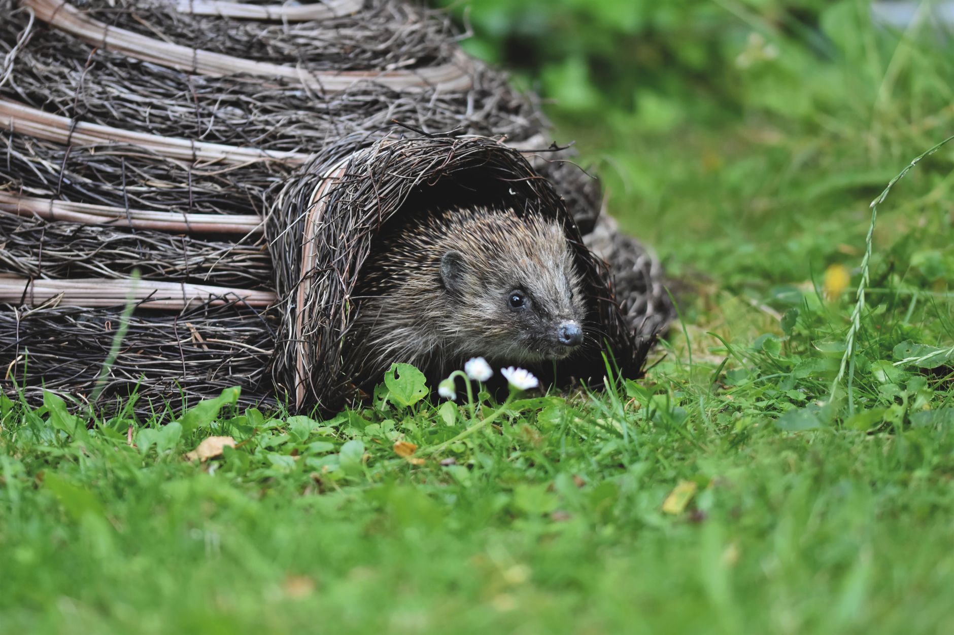 A Proper Hedgehog House