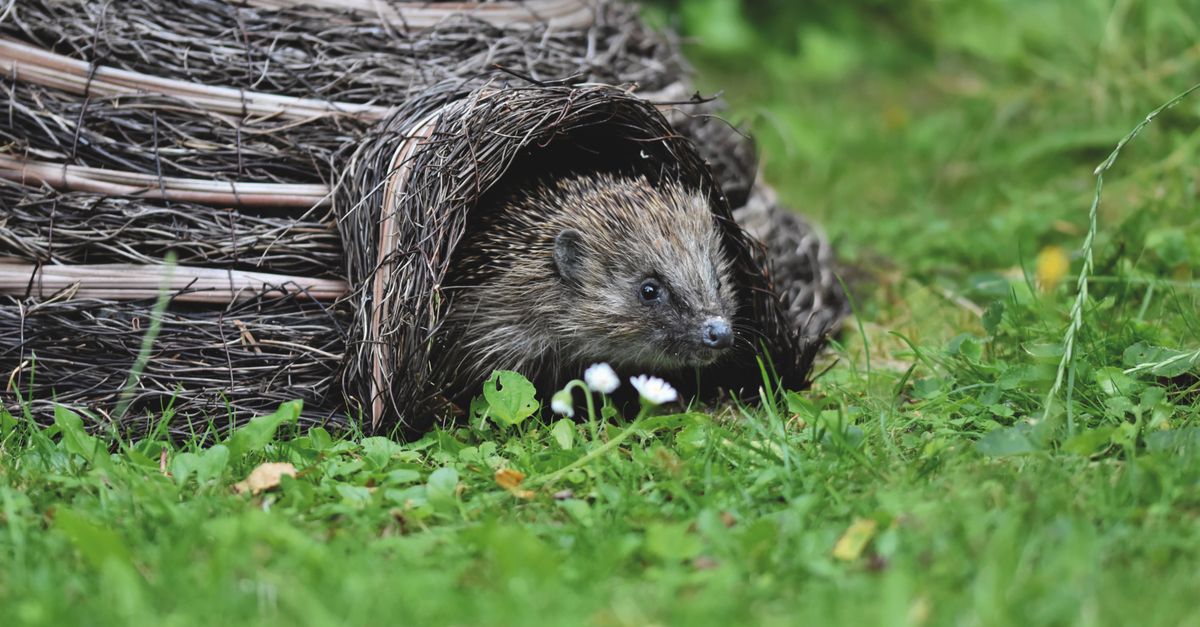 Comment créer un refuge pour la faune dans votre jardin