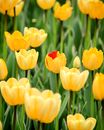 Yellow and Red Tulips in Bloom