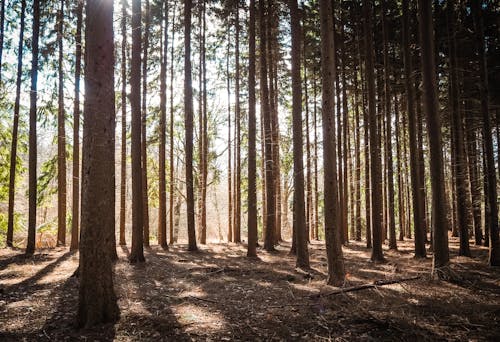 Základová fotografie zdarma na téma les, příroda, stromy