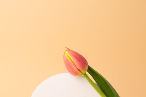 Free Elegant close-up of a pink tulip on a pastel orange background, highlighting its beauty. Stock Photo