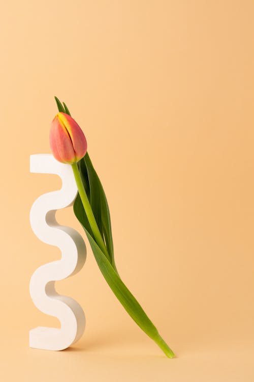 Darmowe zdjęcie z galerii z kształt geometryczny, kwiat, oparty