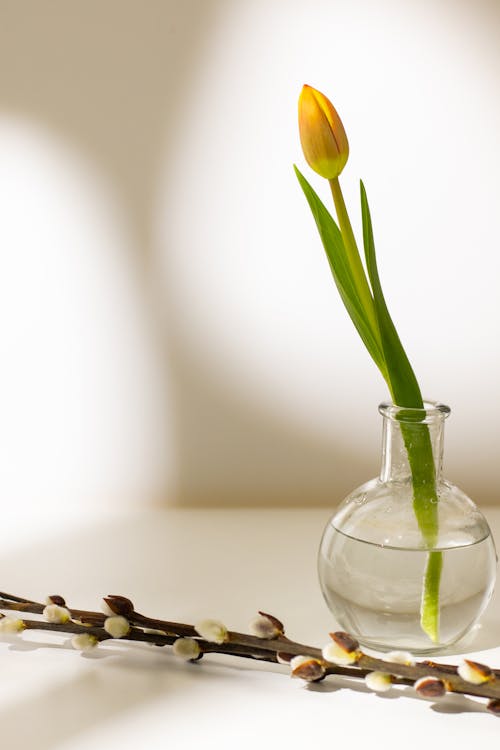 A Vase with Tulip Flower Beside a Twig of Flower Buds on a White Surface