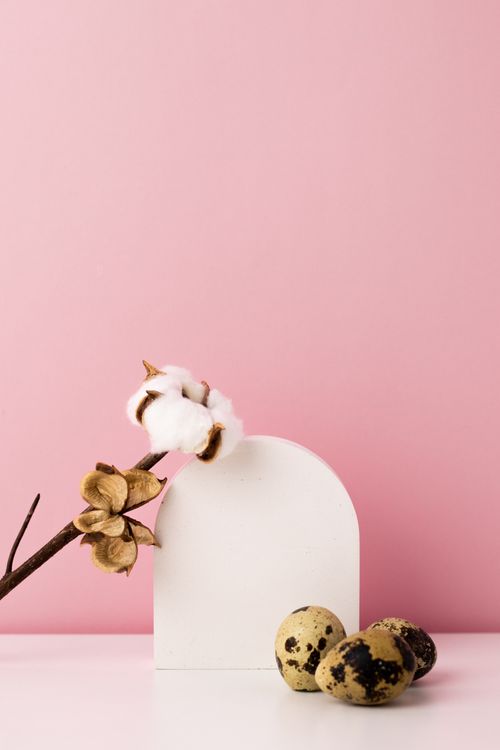 Free Elegant composition of quail eggs and cotton plant on pink background. Perfect for calm decor. Stock Photo