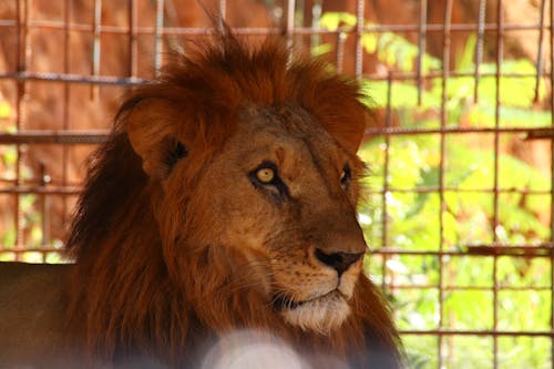 Gratis lagerfoto af asiatisk løve, panthera leo leo, vildt dyr