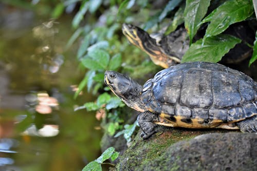 Imagine de stoc gratuită din amfibian, animal, broaște țestoase
