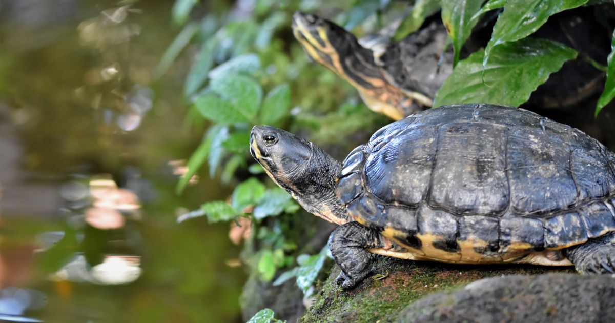 Turtles resting on a mossy rock, echoing the name of the ICT turtle soup trading strategy