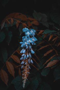 wisteria flowers dark bamboo