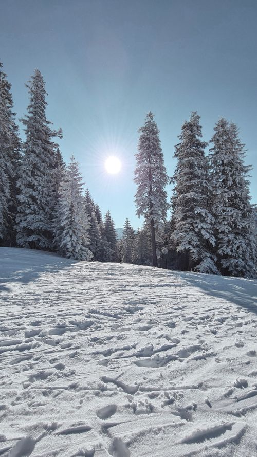 Free stock photo of pine trees, snow, winter Stock Photo