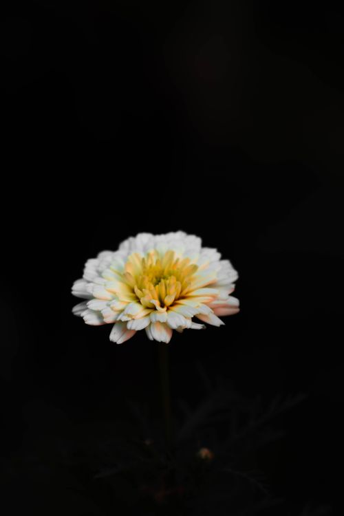Free A vibrant chrysanthemum flower isolated on a deep black background. Stock Photo