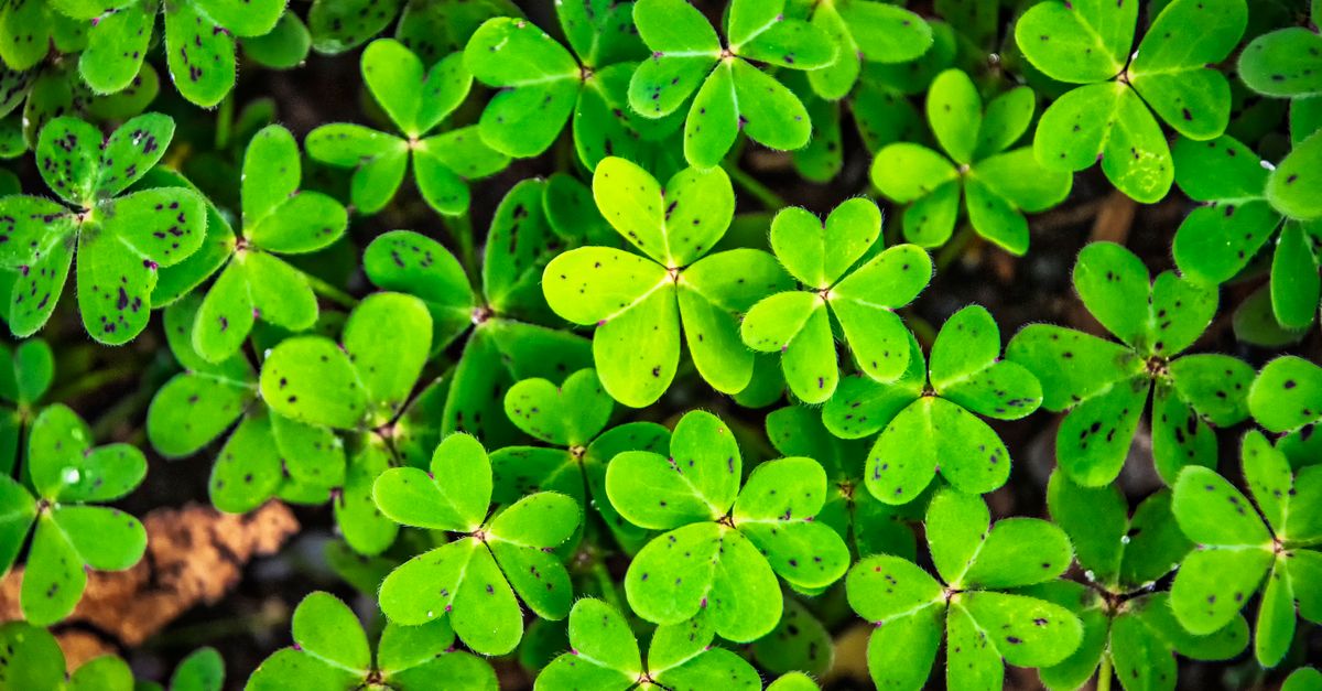 Detailed close-up of lush green clover leaves, showcasing nature's beauty.