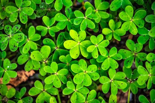 Detailed close-up of lush green clover leaves, showcasing nature's beauty.
