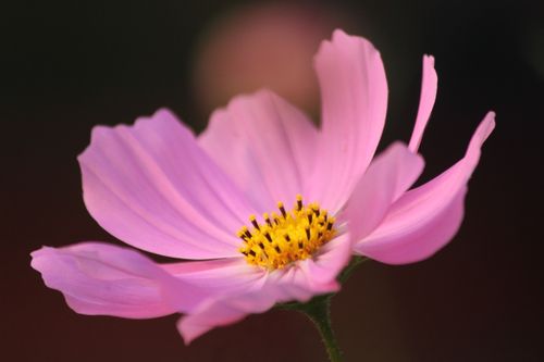 Free Beautiful close-up of a blooming pink cosmos flower with delicate petals and yellow center. Stock Photo
