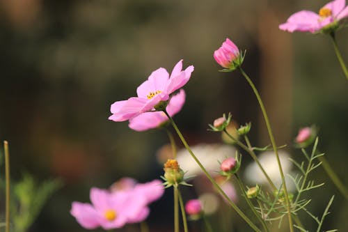 Free Close-Up Shot of Purple Cosmos in Bloom Stock Photo