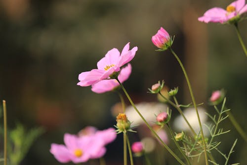 Close-Up Shot of Purple Cosmos in Bloom