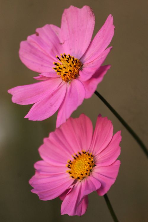 Free Detailed shot of blooming pink cosmos flowers with vivid petals and yellow centers. Stock Photo
