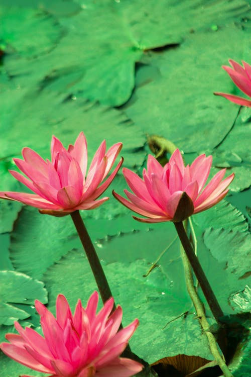 Close-Up Shot of Pink Lotus Flowers in Bloom