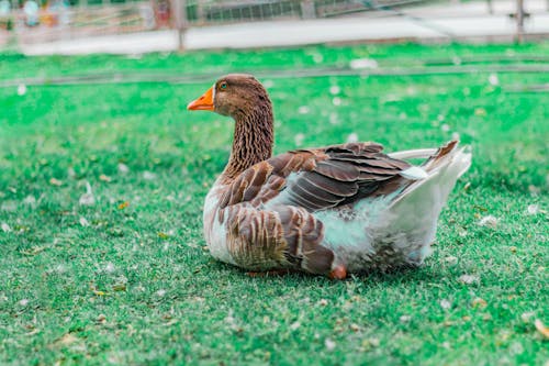 A Goose on the Grass 