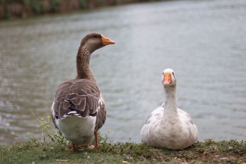 Free A serene close-up of two ducks resting by a lakeside, showcasing wildlife beauty. Stock Photo