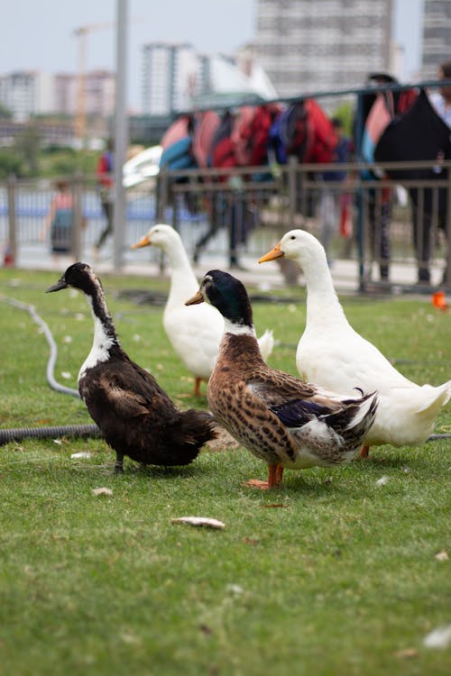 Free Close-Up Shot of Ducks on Grass Stock Photo