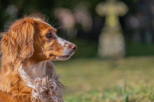 Free Side profile of a Brittany Spaniel dog in a green park, featuring a soft focus background. Stock Photo