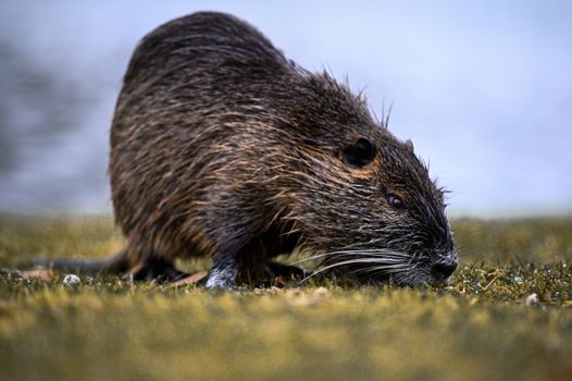 Close-Up Shot of a Rodent