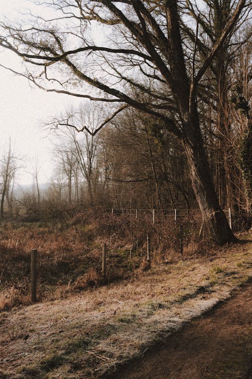 Grassy field near leafless trees and pathway under gray cloudless sky in countryside in daylight