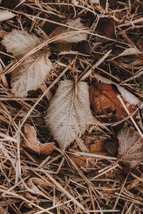 Dried fallen foliage on grassy field