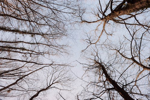 Leafless trees under sky in forest