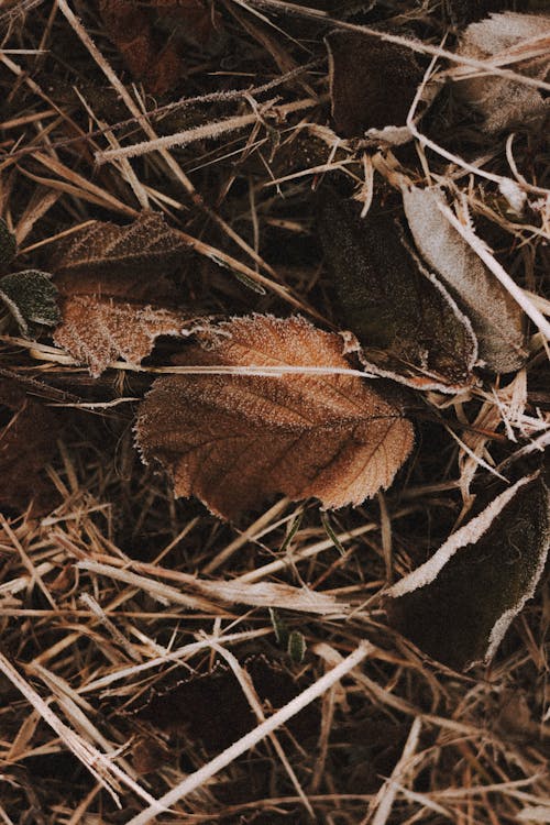 Dried fallen leaves on grassy meadow