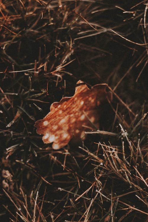 Dried leaf on grassy ground