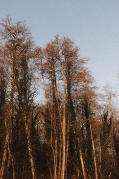 Tall trees with thick trunks and foliage growing against cloudless blue sky in forest on sunny day in wild nature