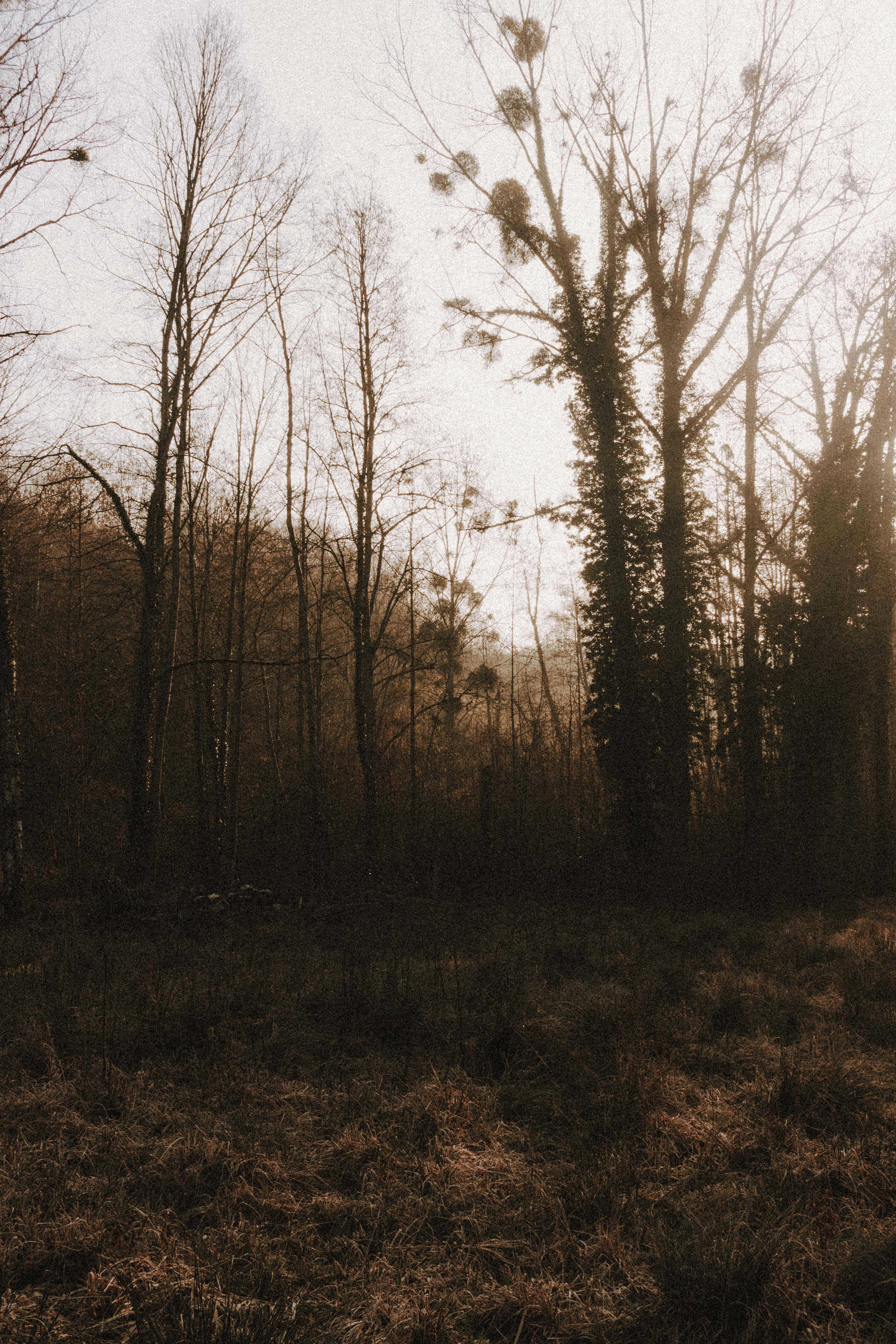 tall trees growing in forest