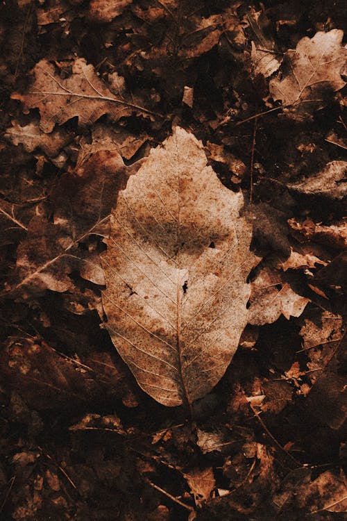 Withered leaf on ground in forest