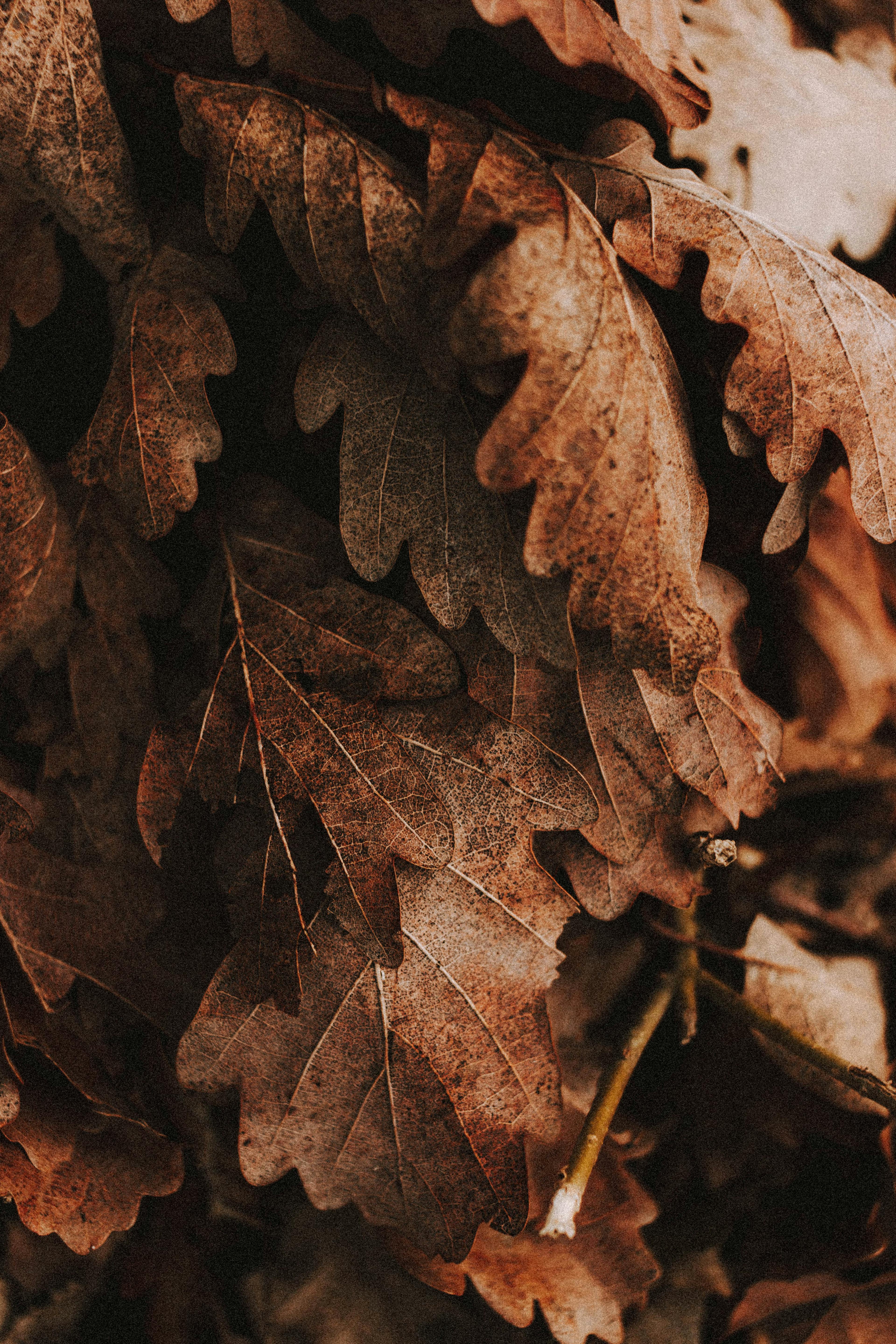 Heap of dried fallen leaves