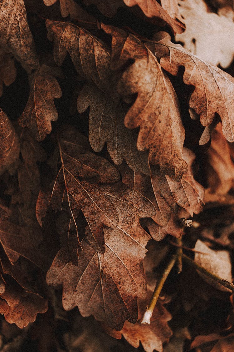 Heap Of Dried Fallen Leaves