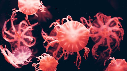 Free Red Jelly Fish Stock Photo