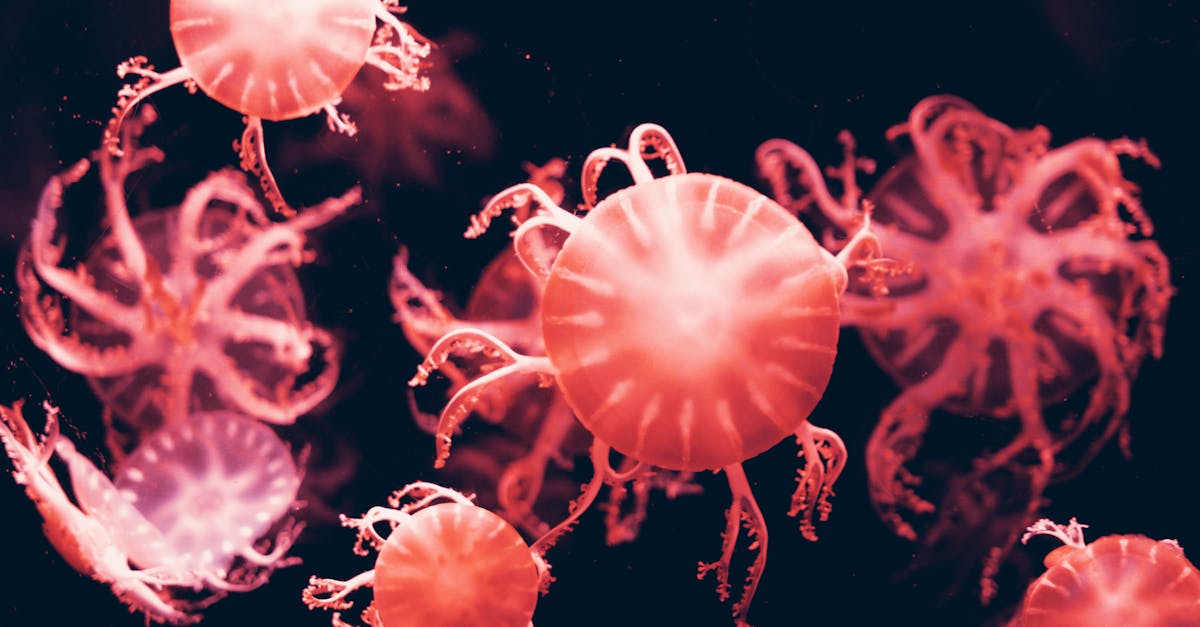 Red Jelly Fish
