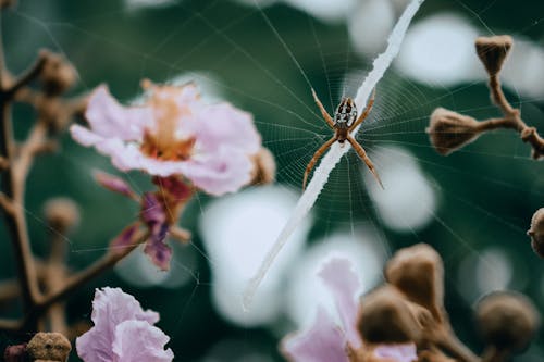 Foto stok gratis arakhnida, bunga-bunga merah muda, fotografi serangga