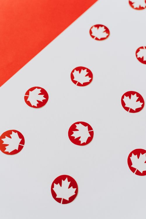 Free Pattern of red maple leaf symbols on a white background, representing Canada. Stock Photo