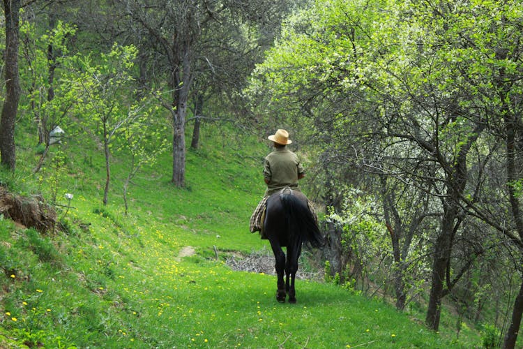 Back View Of A Man Riding A Horse On A Forest